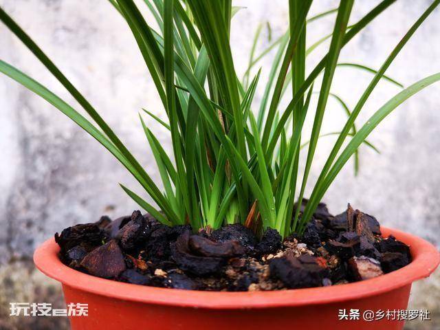 兰花要晒太阳吗(平时兰花晒太阳好还是不晒太阳好)-图片2